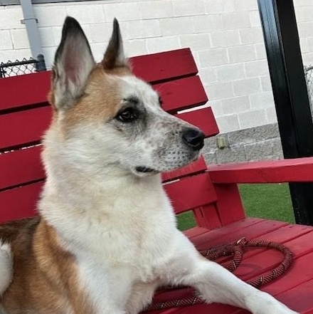 Frodo, a Adoptable mixed breed in Allen, TX image 1/6