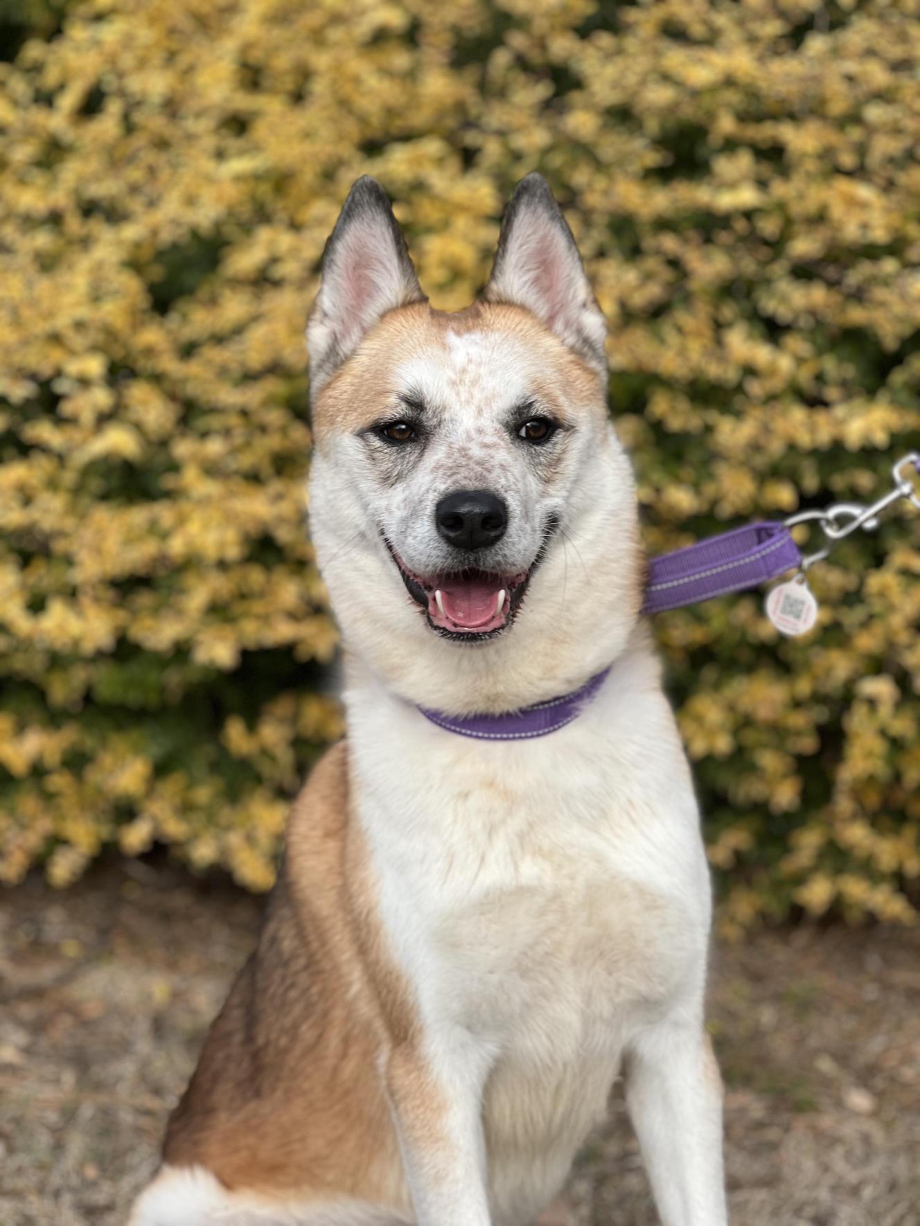 Frodo, Adoptable, Adult Male Australian Cattle Dog / Blue Heeler & Husky.