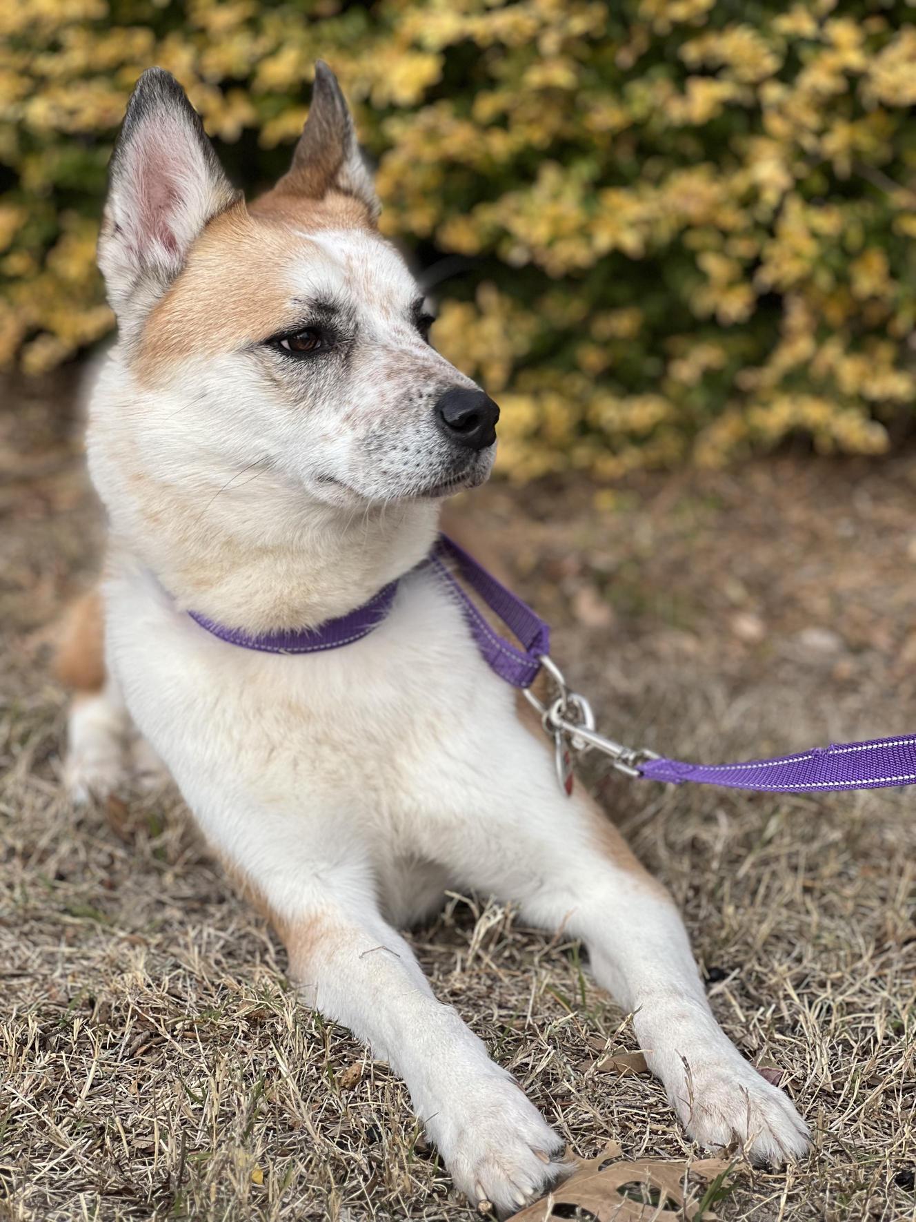 Enlarge Frodo, a Adoptable mixed breed in Allen, TX image 3/6