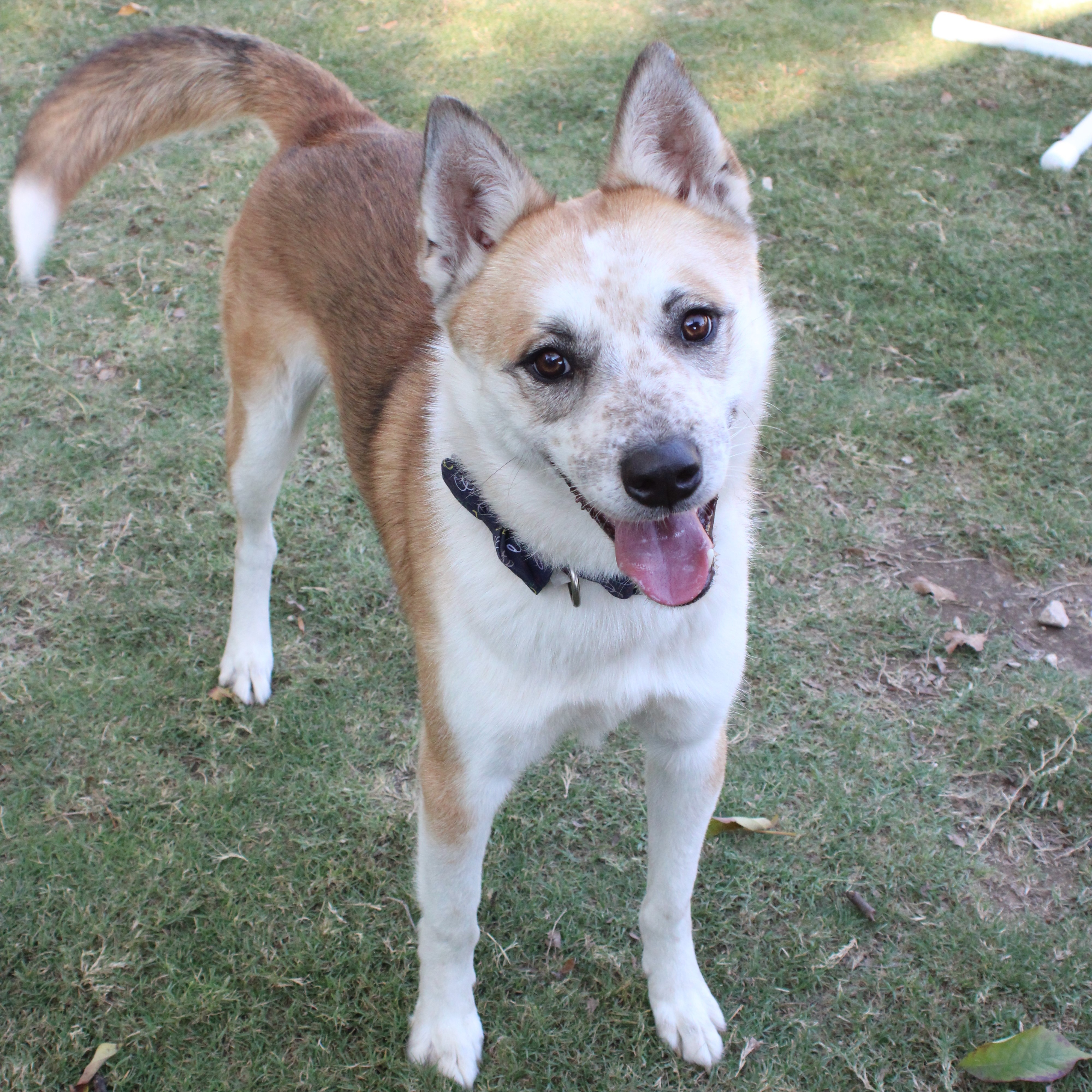Frodo, Adoptable, Adult Male Australian Cattle Dog / Blue Heeler & Husky.