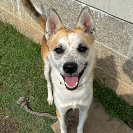 Frodo, a Adoptable mixed breed in Allen, TX image 6/6