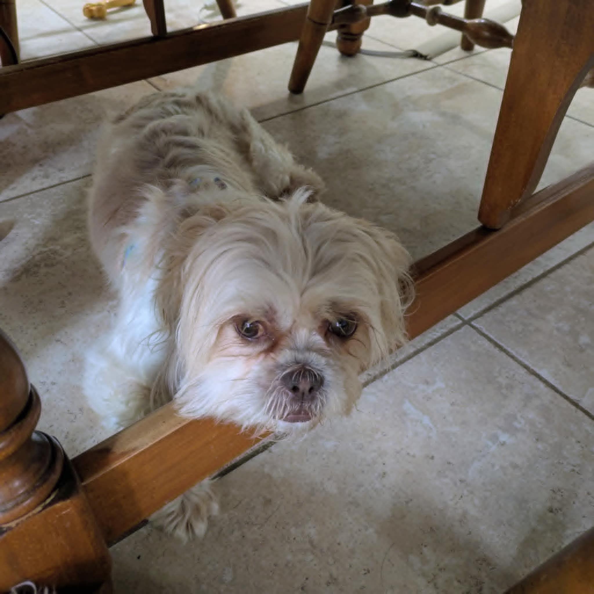 Enlarge Alice, an adopted Shih Tzu in Round Rock, TX image 3/3