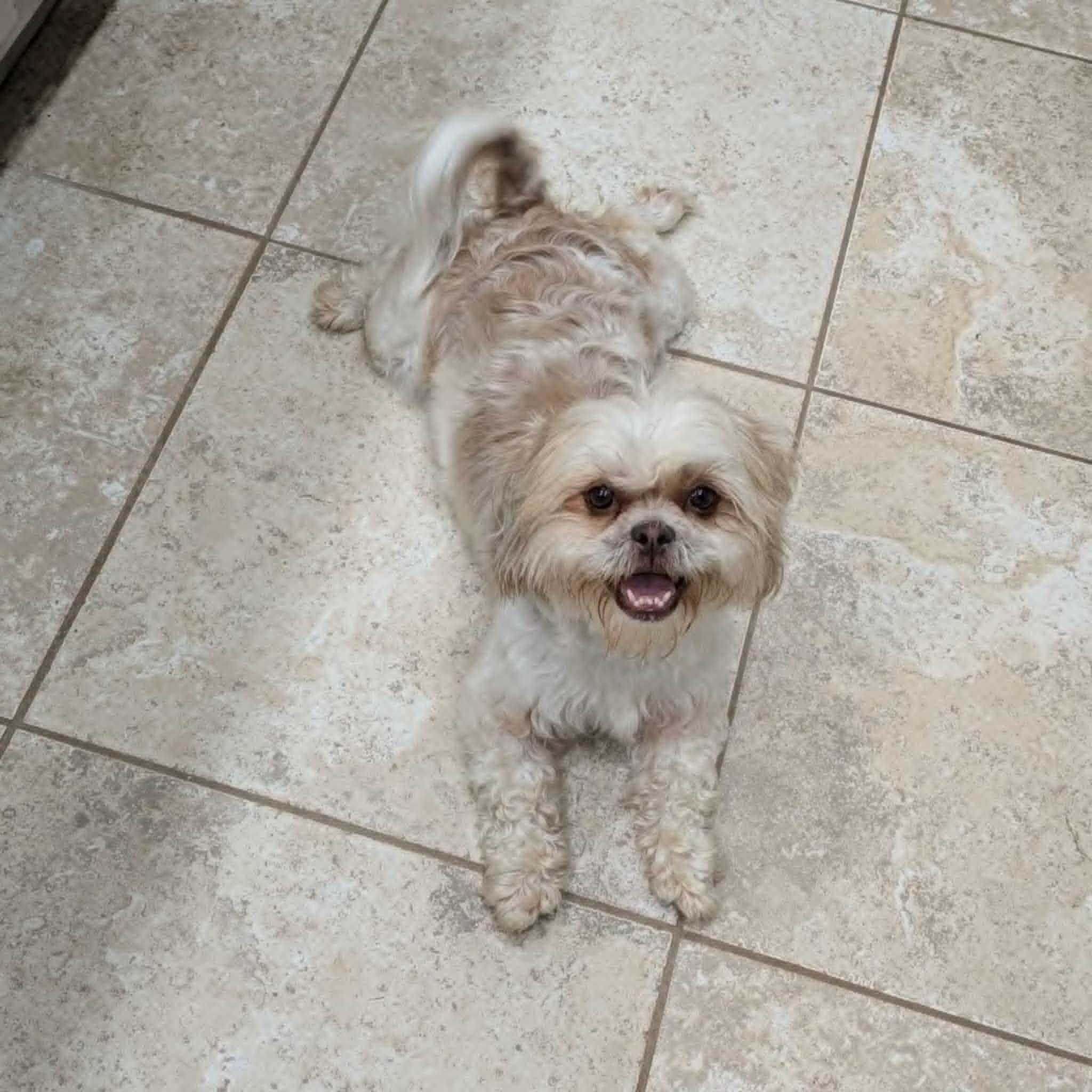 Enlarge Alice, an adopted Shih Tzu in Round Rock, TX image 1/3