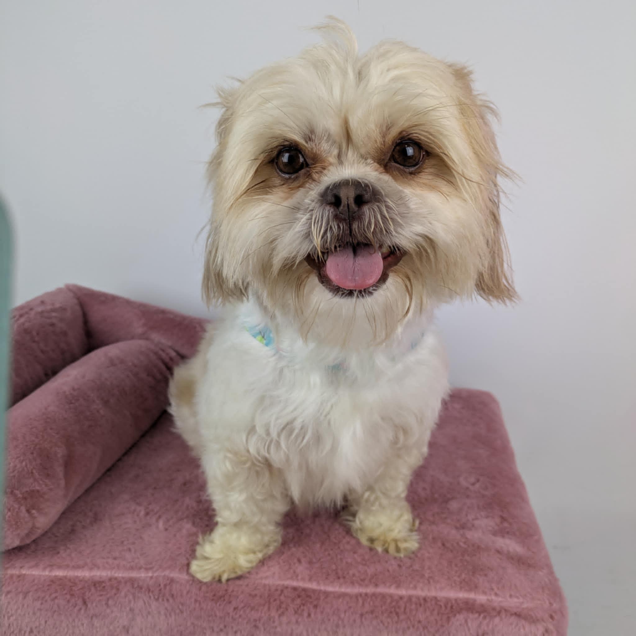 Enlarge Alice, an adopted Shih Tzu in Round Rock, TX image 2/3