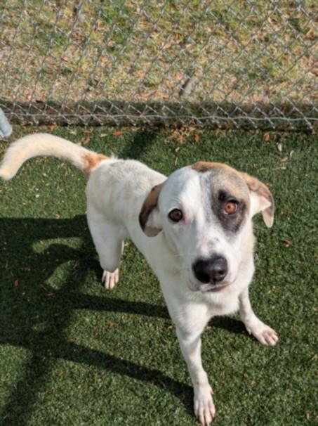 Enlarge APOLLO, a Adoptable mixed breed in Texas City, TX image 1/1