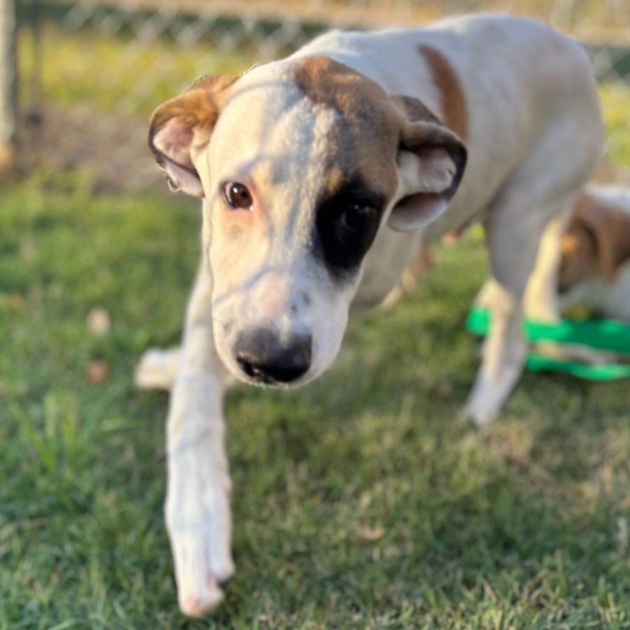 Enlarge APOLLO, a Adoptable mixed breed in Texas City, TX image 1/1