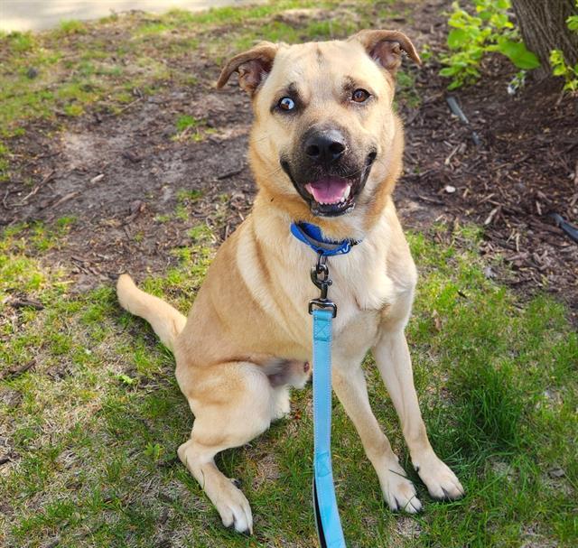 LUKA, Adoptable, Adult Male German Shepherd Dog & Pit Bull Terrier.