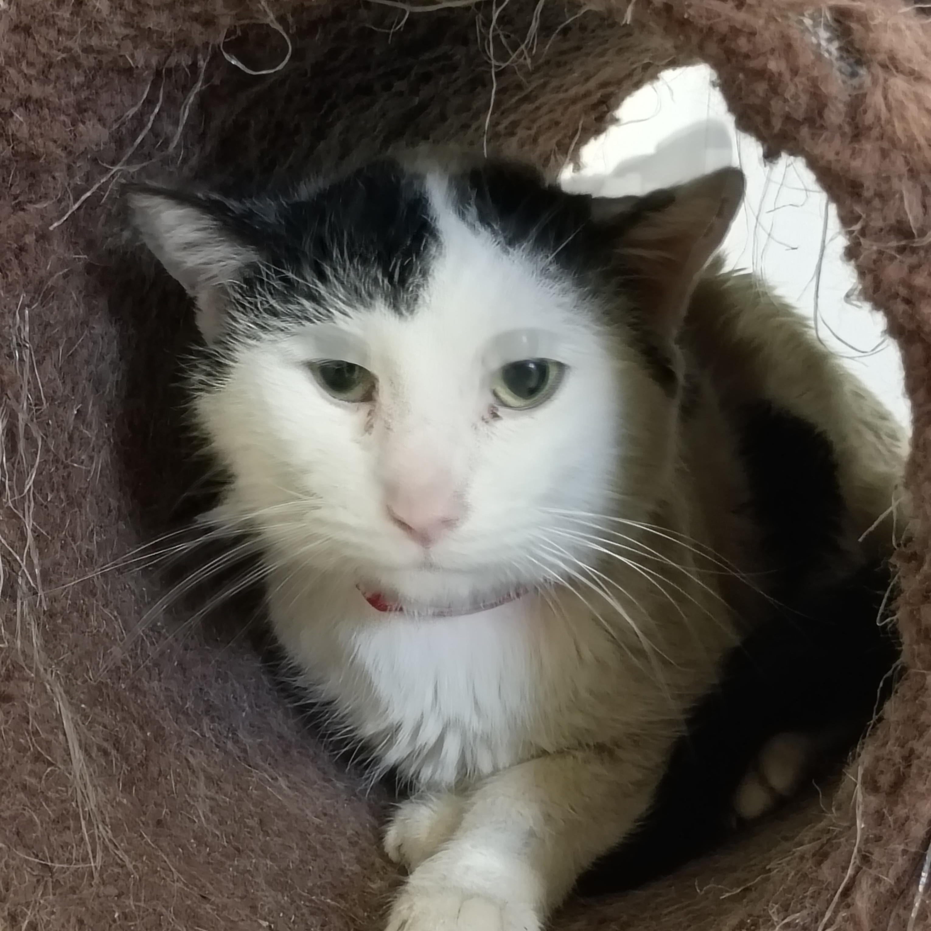 Enlarge Silas, an adoptable Domestic Short Hair in Muncie, IN image 1/1