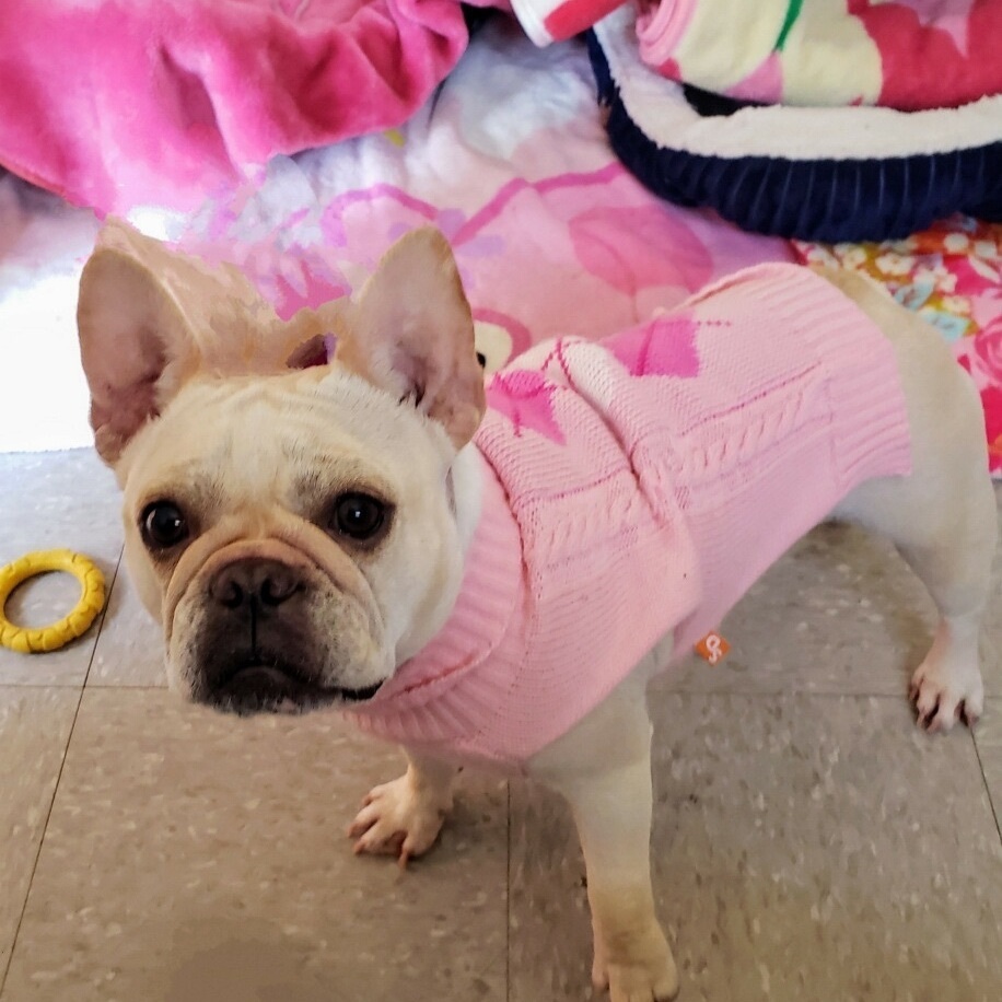 My name is Kreme I am a 4 year old French Bulldog I am sweet and playful with people and