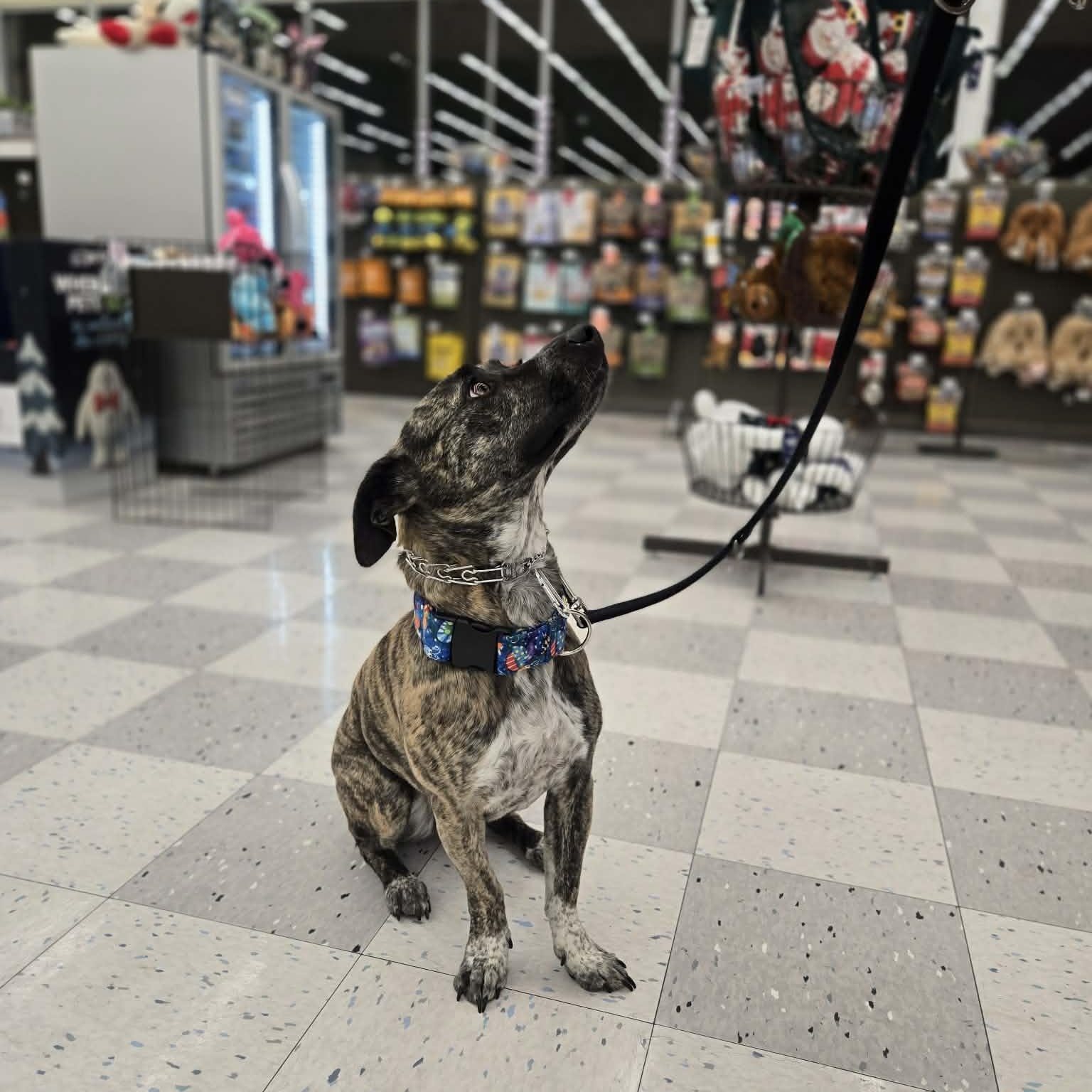 Enlarge Sierra, a ADOPTABLE mixed breed in Roseville, CA image 2/6