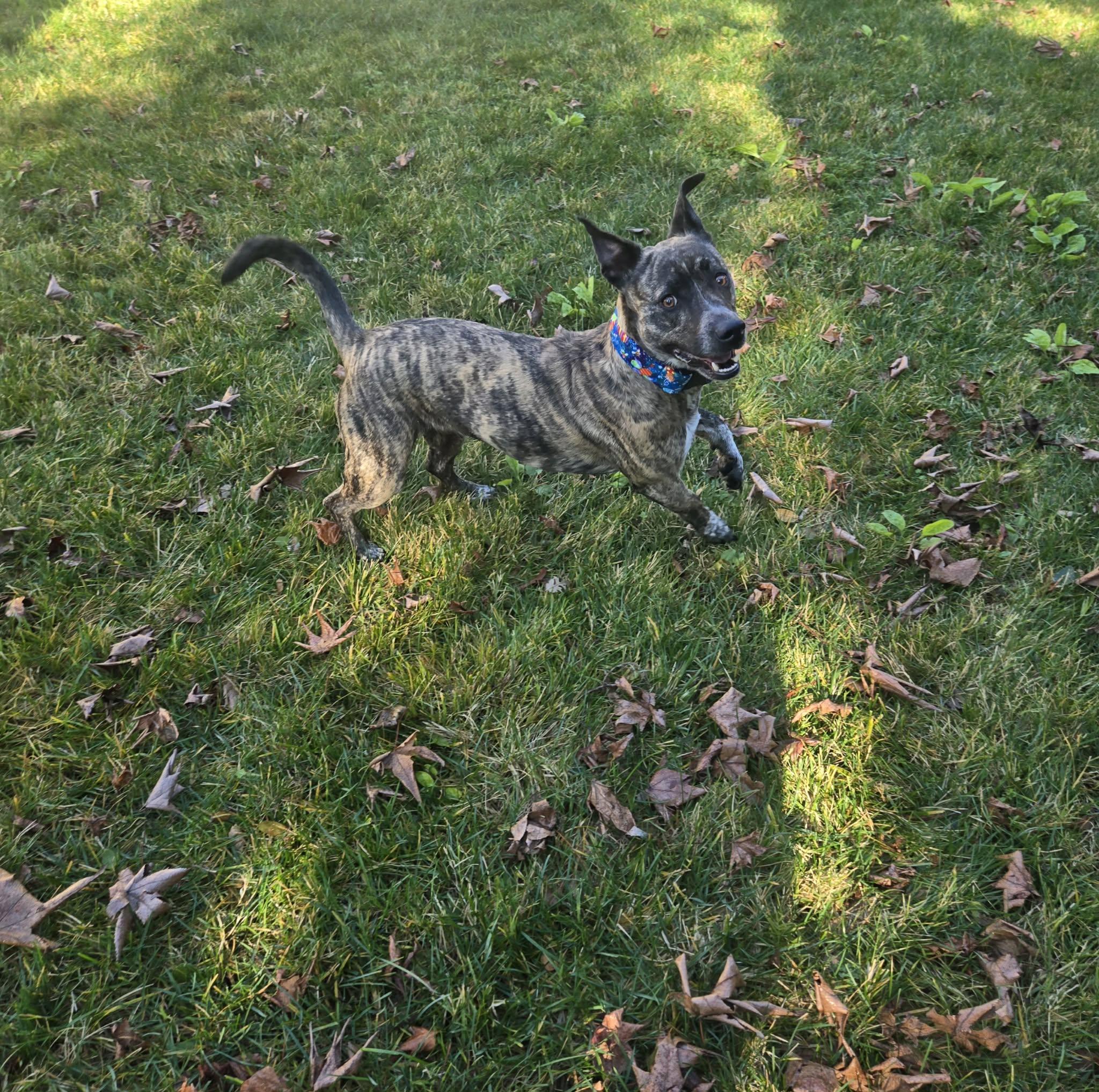 Enlarge Sierra, a ADOPTABLE mixed breed in Roseville, CA image 6/6
