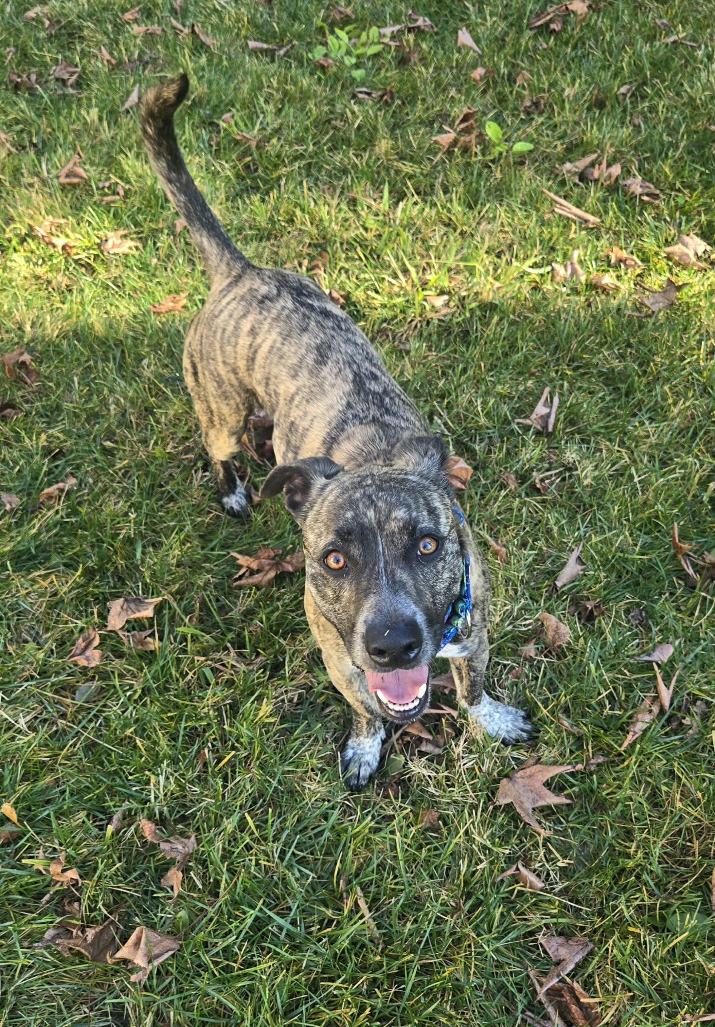 Enlarge Sierra, a ADOPTABLE mixed breed in Roseville, CA image 3/6