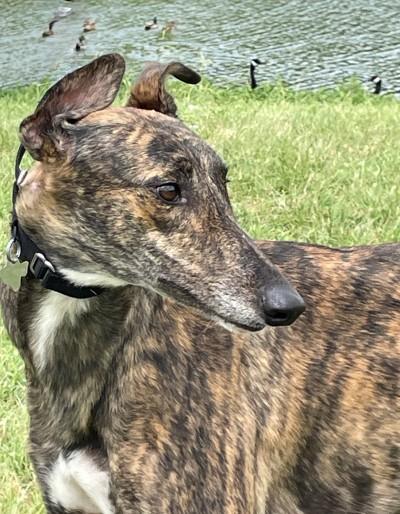 Raven (aka Imark Raven), ADOPTABLE, Young Female Greyhound.