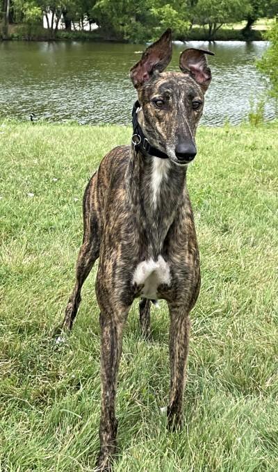 Enlarge Raven (aka Imark Raven), a ADOPTABLE Greyhound in Dallas, TX image 2/3