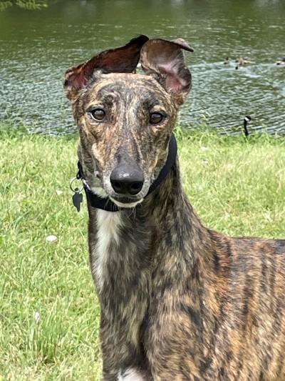 Enlarge Raven (aka Imark Raven), a ADOPTABLE Greyhound in Dallas, TX image 3/3