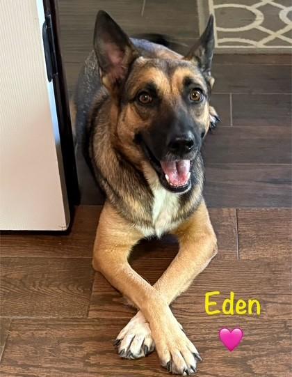 Eden, Adoptable, Young Female German Shepherd Dog.