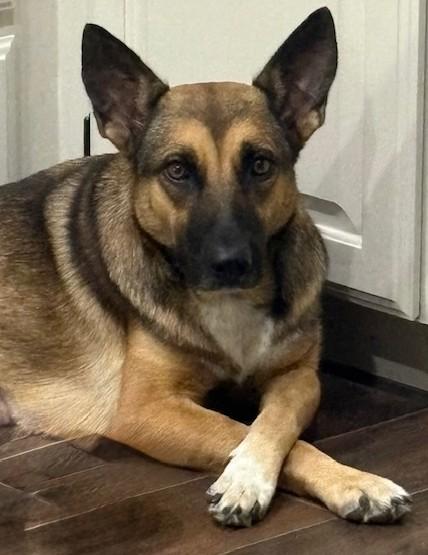 Enlarge Eden, an adopted German Shepherd Dog in Newport, WA image 3/6