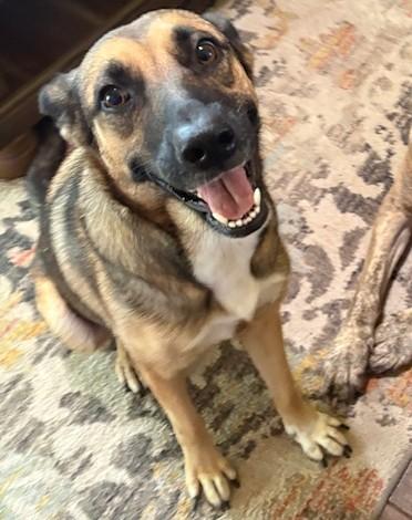Eden, Adoptable, Young Female German Shepherd Dog.