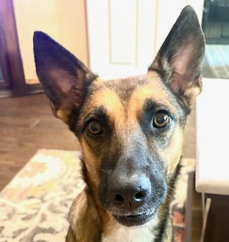 Enlarge Eden, an adopted German Shepherd Dog in Newport, WA image 6/6