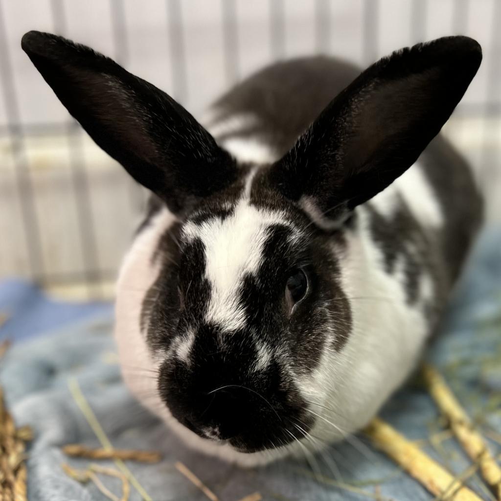 Aoife, Adoptable, Senior Female English Spot.