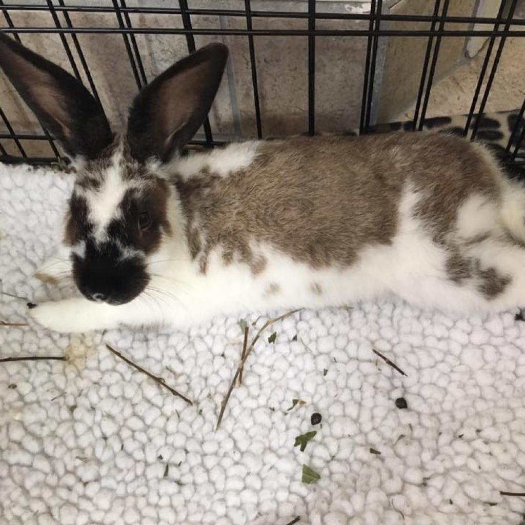 Enlarge Aoife, a Adoptable English Spot in Kennesaw, GA image 2/5