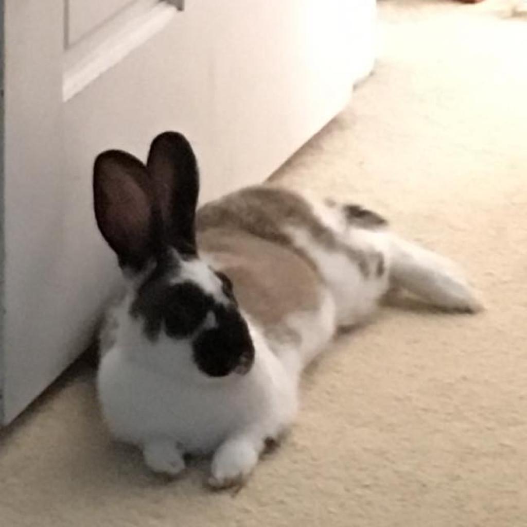 Enlarge Aoife, a Adoptable English Spot in Kennesaw, GA image 3/5