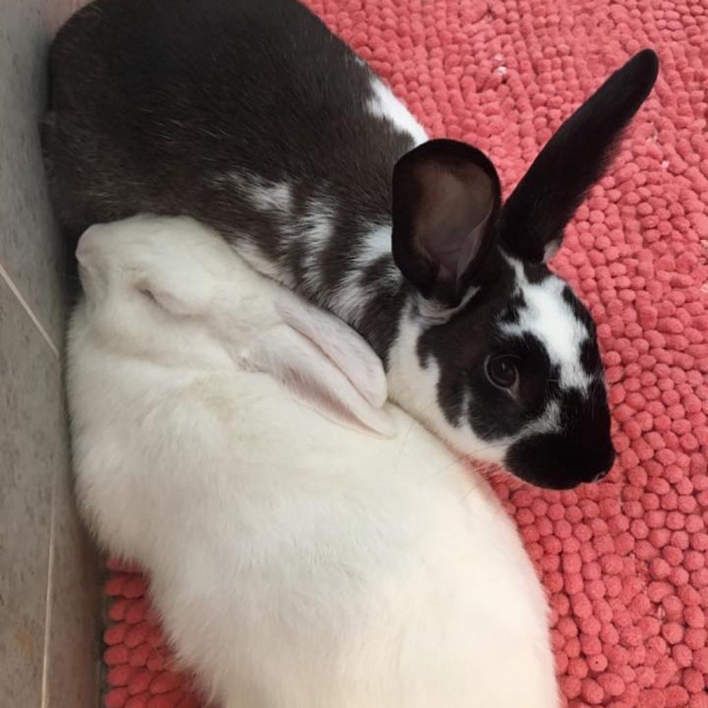 Enlarge Aoife, a Adoptable English Spot in Kennesaw, GA image 4/5