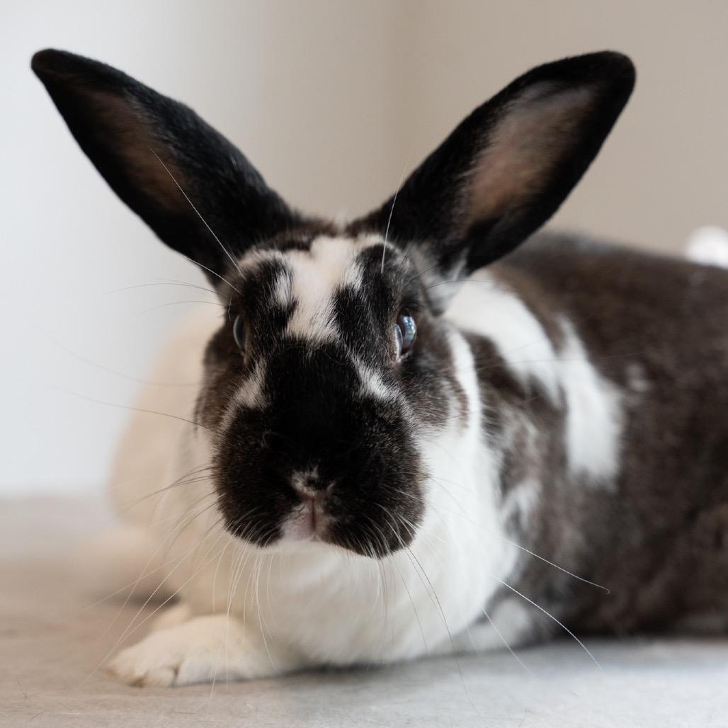 Enlarge Aoife, a Adoptable English Spot in Kennesaw, GA image 5/5