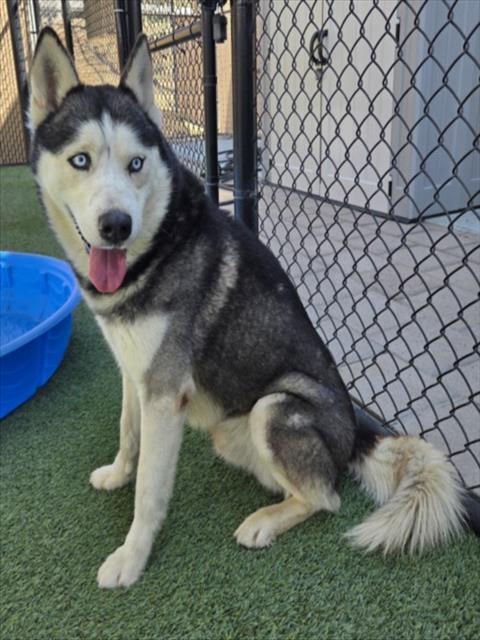 RILEY, Adoptable, Adult Male Siberian Husky.