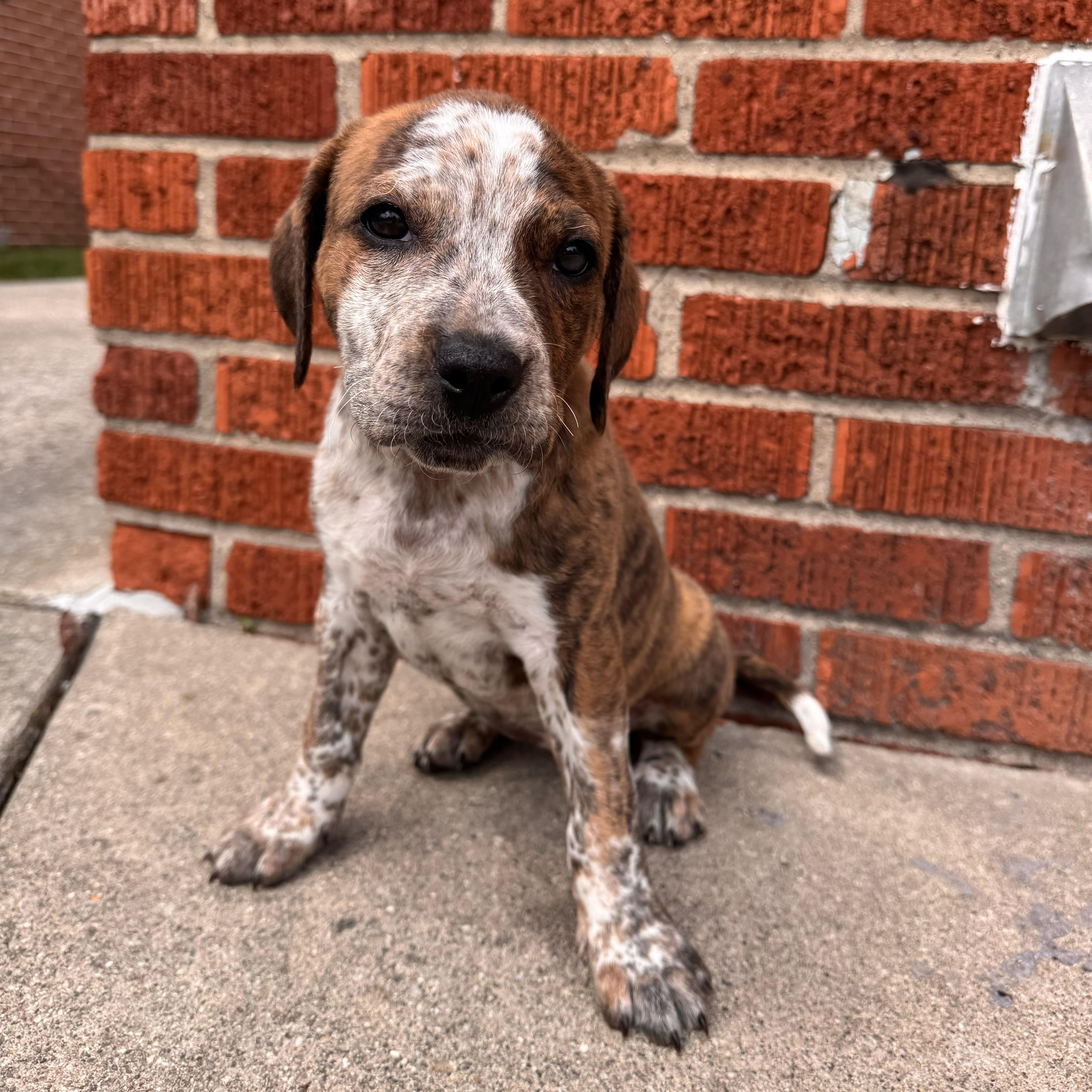 Enlarge Bria , a ADOPTABLE mixed breed in China Township, MI image 3/6