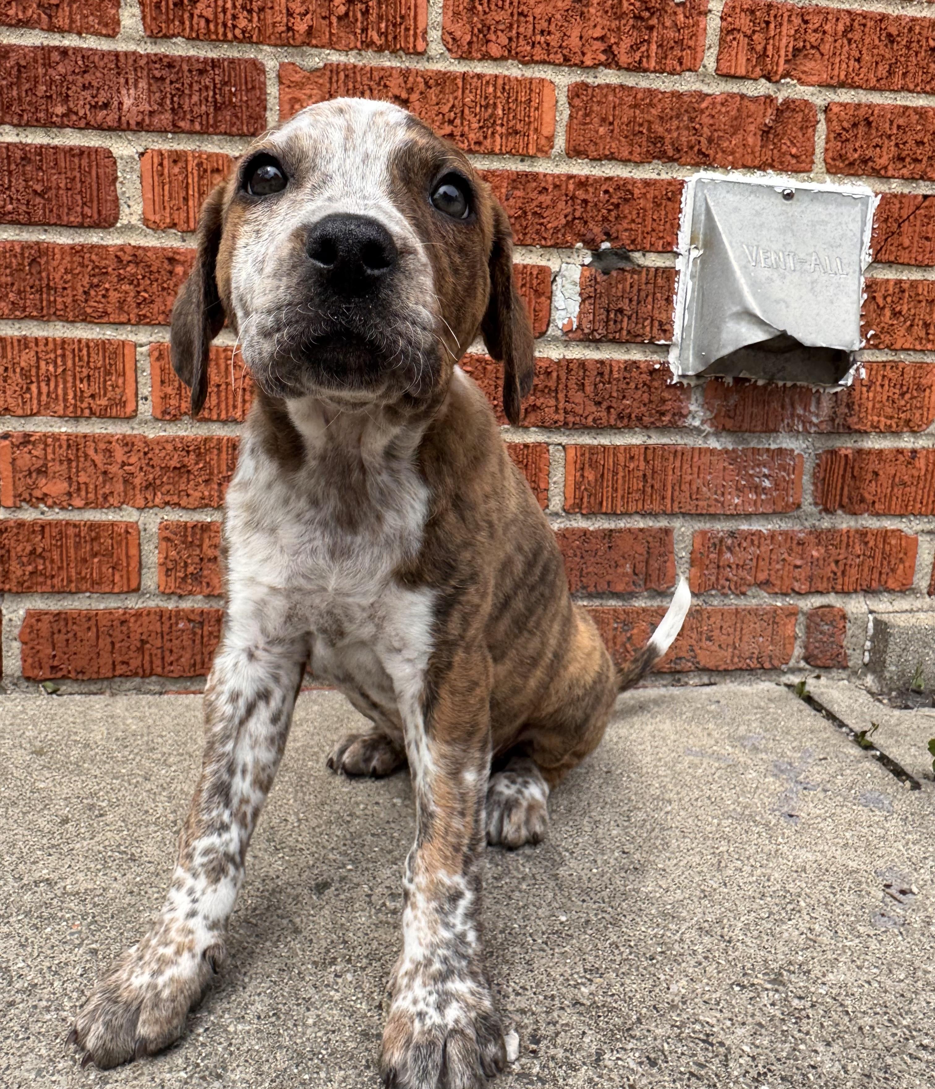 Enlarge Bria , a ADOPTABLE mixed breed in China Township, MI image 2/6