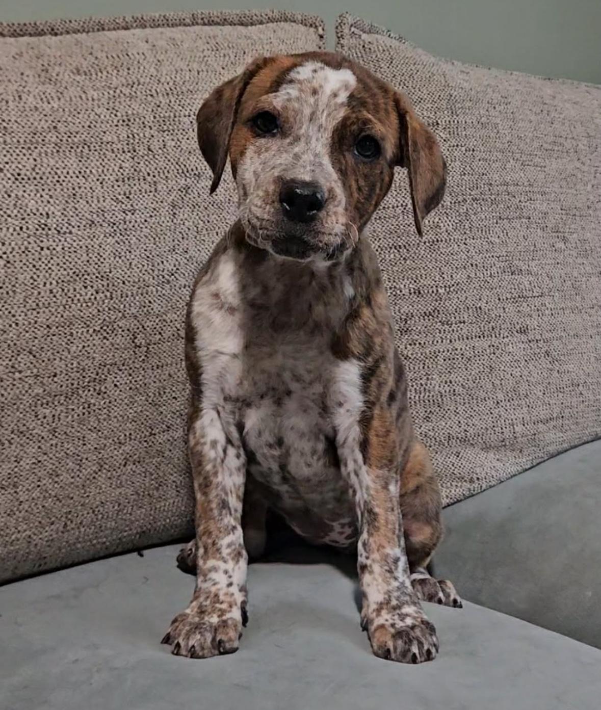 Bria , ADOPTABLE, Puppy Female Australian Cattle Dog / Blue Heeler.