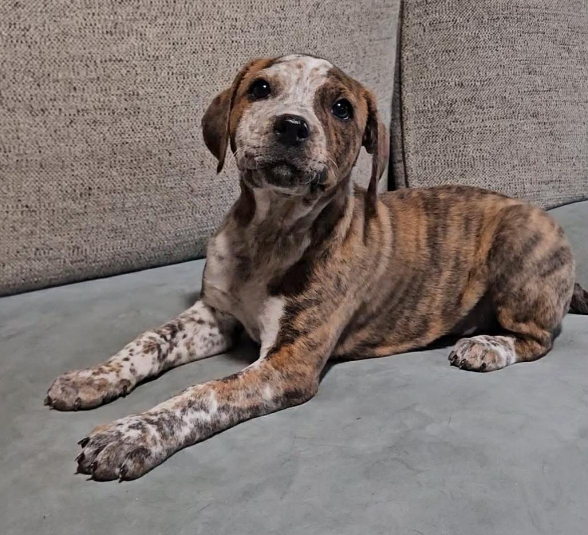 Enlarge Bria , a ADOPTABLE mixed breed in China Township, MI image 6/6