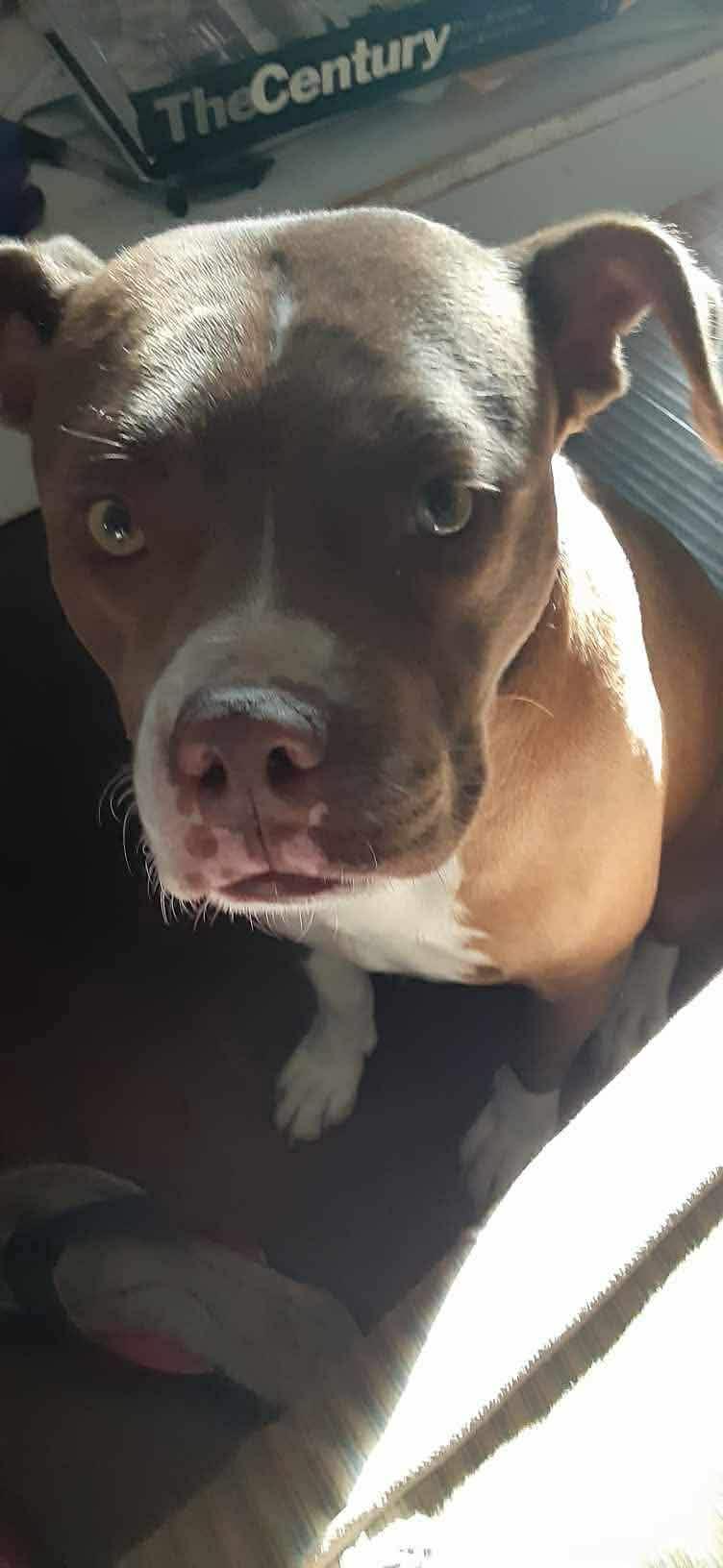 Dolce — thumbnail 2