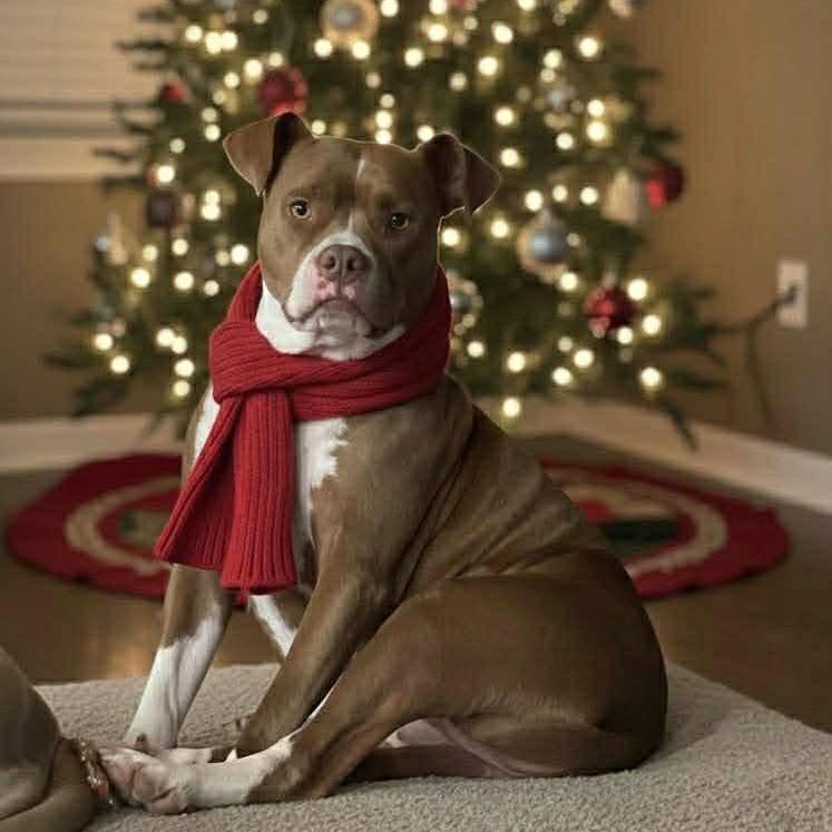 Dolce — thumbnail 4