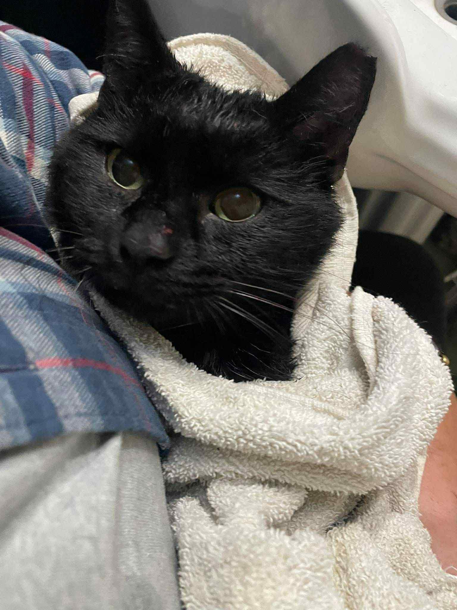 Banksy, adopted, Adult Male Domestic Short Hair.