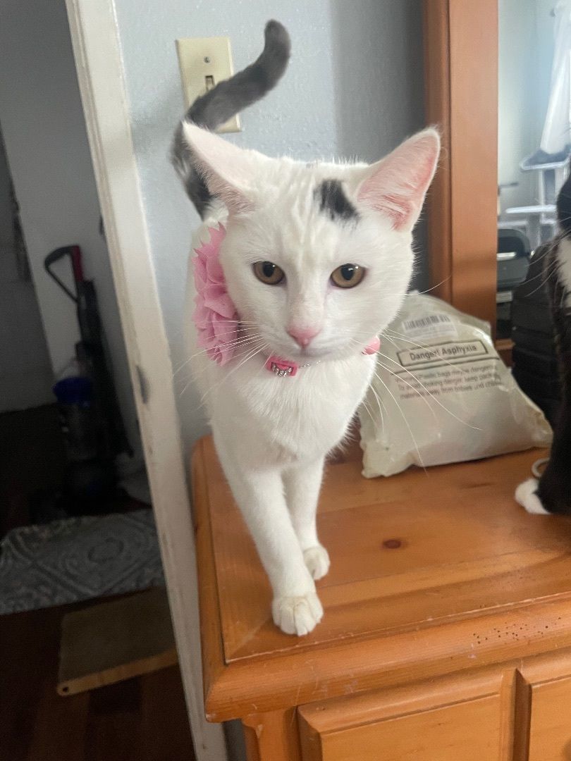 Dottie