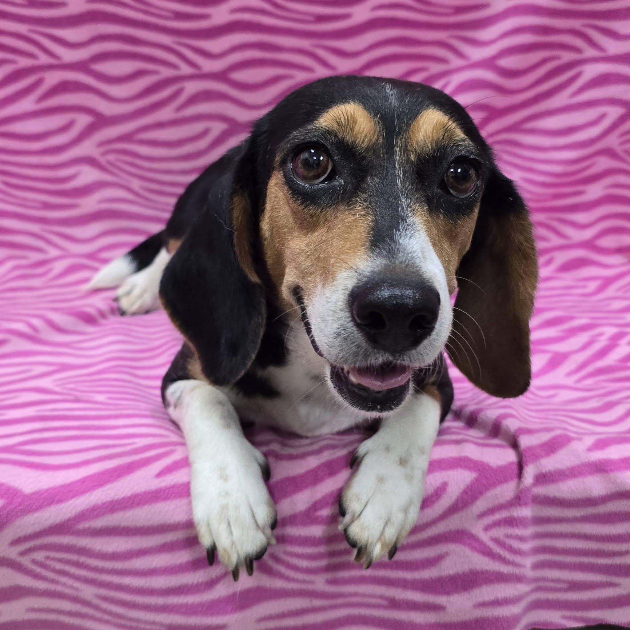 Enlarge Marie, a Adopted Beagle in Frankfort, IN image 3/3