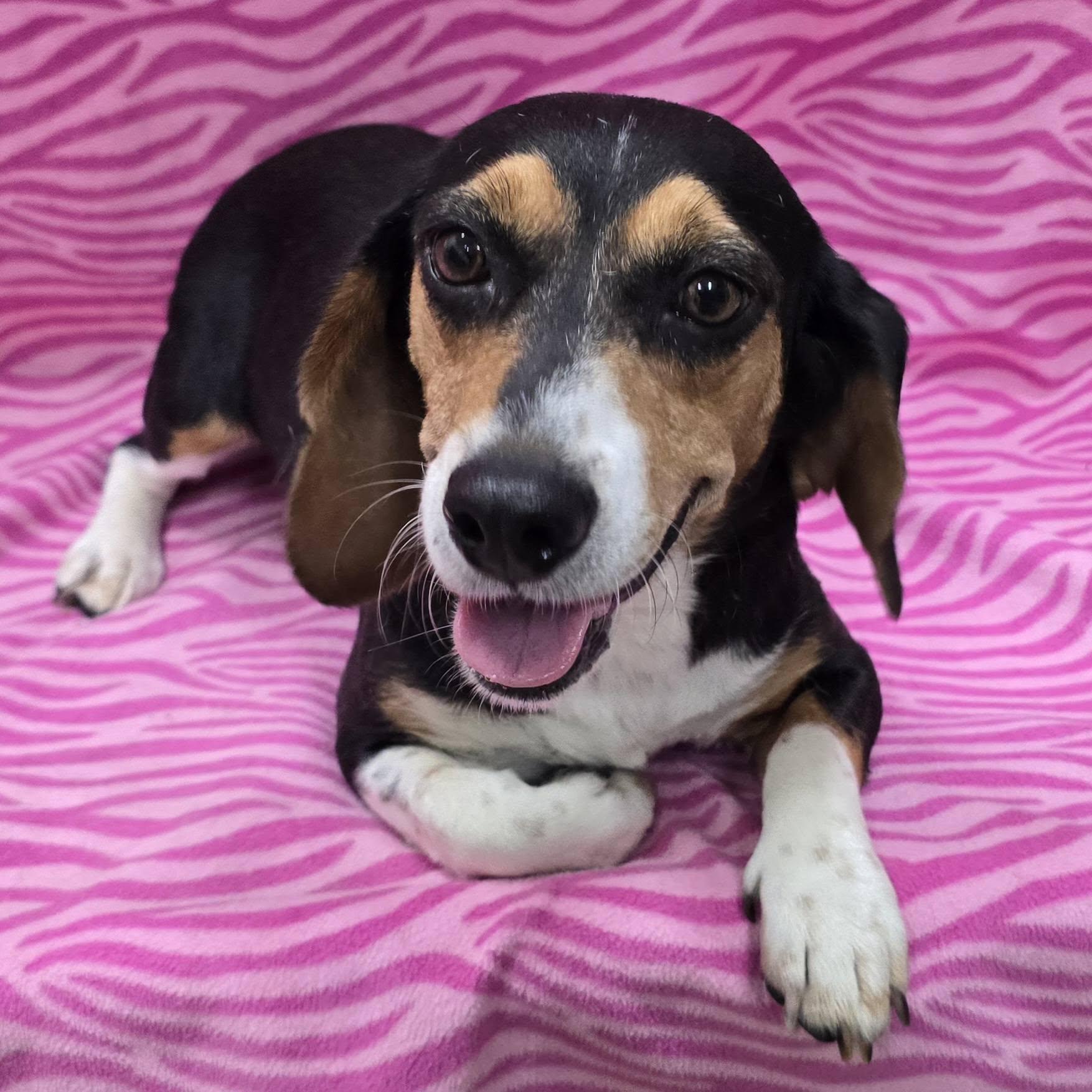 Enlarge Marie, a Adopted Beagle in Frankfort, IN image 2/3