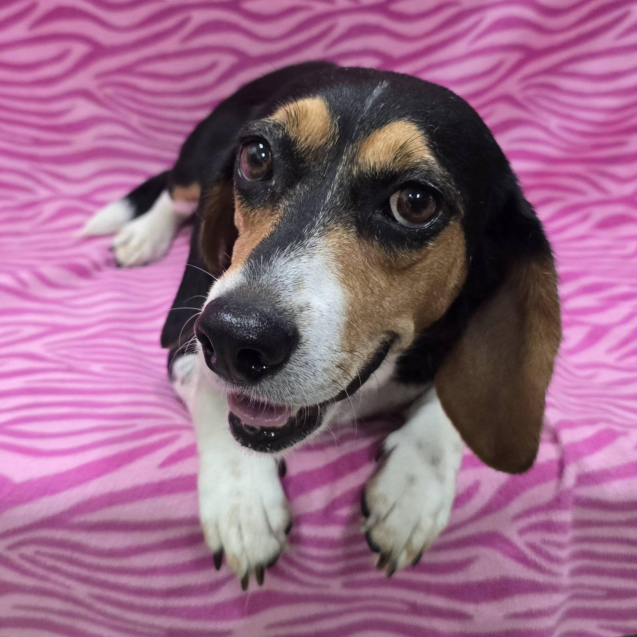 Enlarge Marie, a Adopted Beagle in Frankfort, IN image 1/3