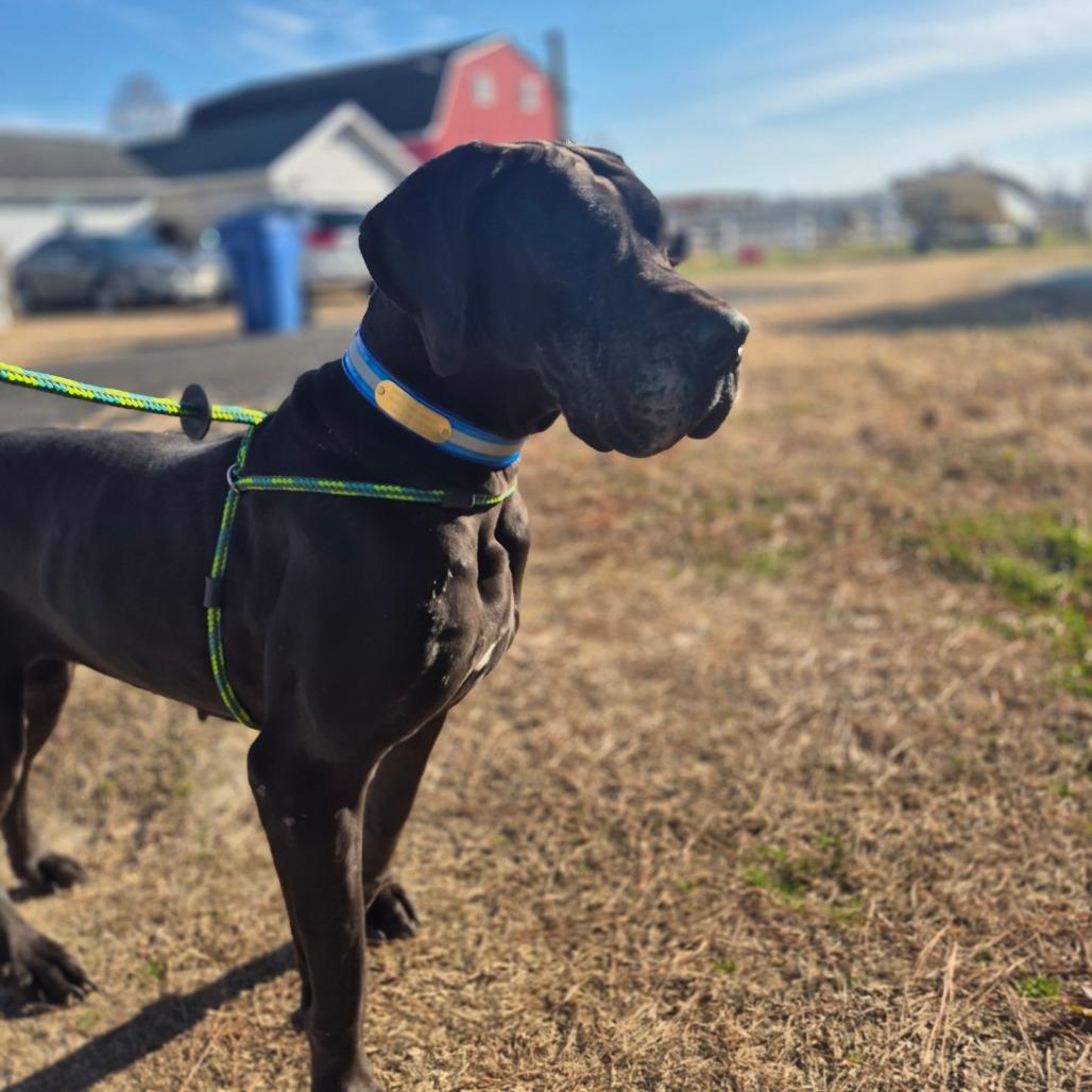 Grace, Adoptable, Adult Female Great Dane.