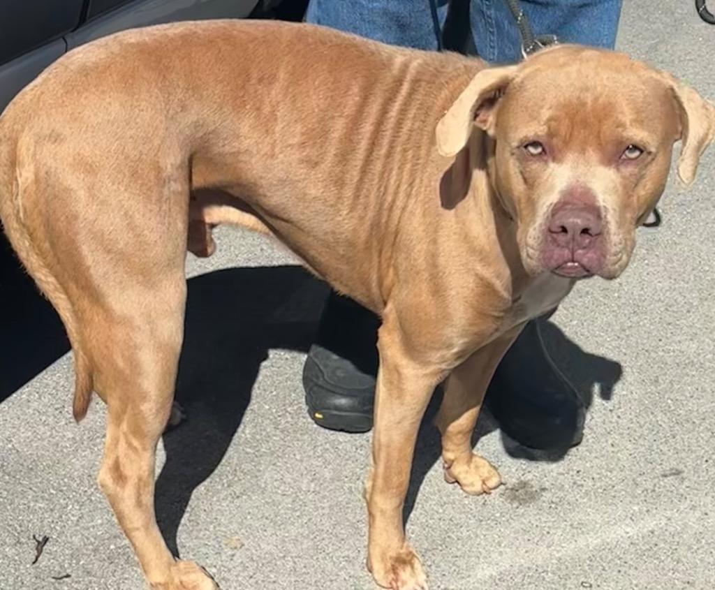 HOBO, Adoptable, Adult Male Pit Bull Terrier.