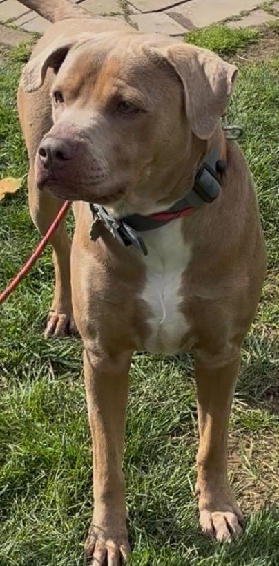 Enlarge HOBO, a Adoptable Pit Bull Terrier in Elizabethton, TN image 2/3