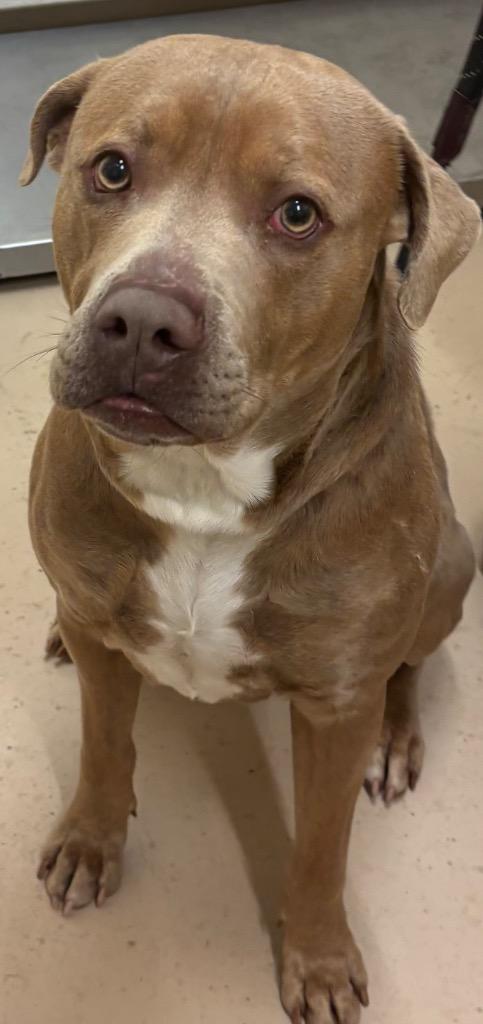 Enlarge HOBO, a Adoptable Pit Bull Terrier in Elizabethton, TN image 3/3
