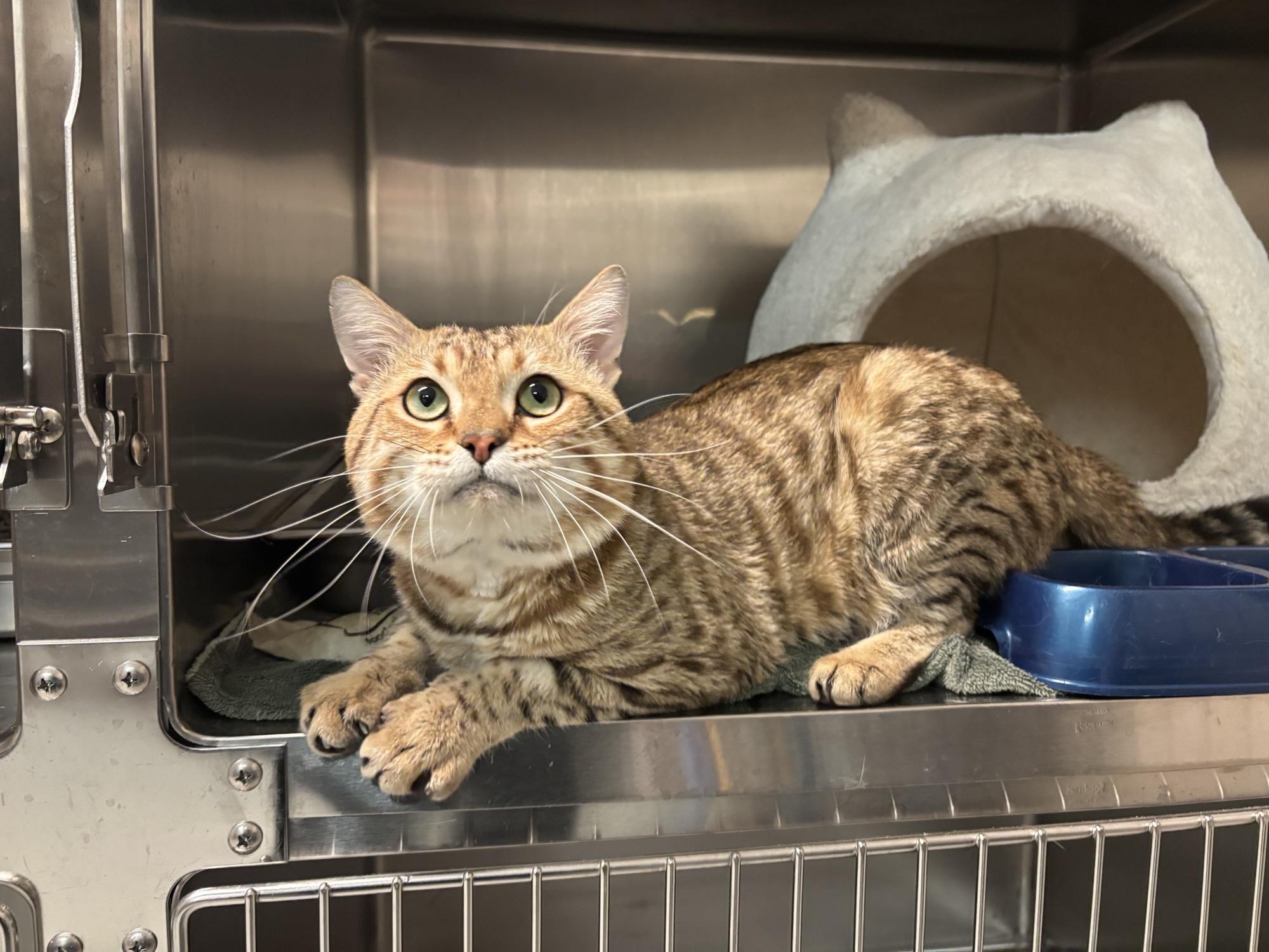 Enlarge Walnut CS-099/26, an adopted mixed breed in Burlington, ON image 2/2