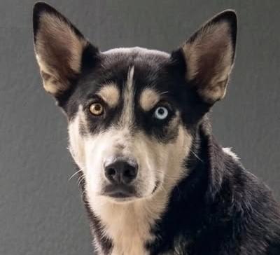 Tully, adoptable, Young Male Husky & Shepherd.