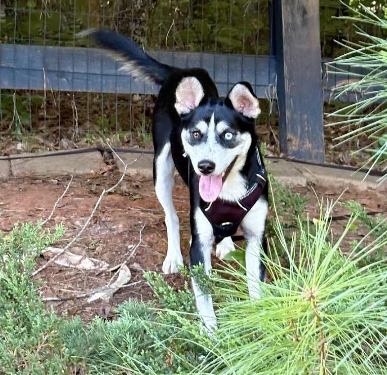 Enlarge Tully, an adoptable mixed breed in Cumming, GA image 5/5