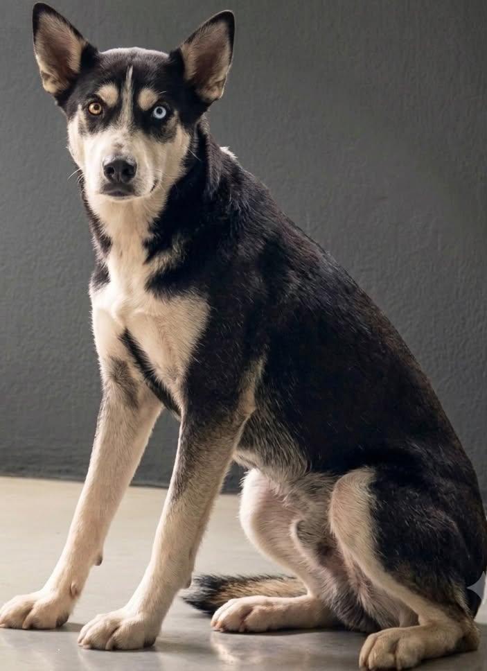 Tully, an adoptable mixed breed in Cumming, GA image 5/5