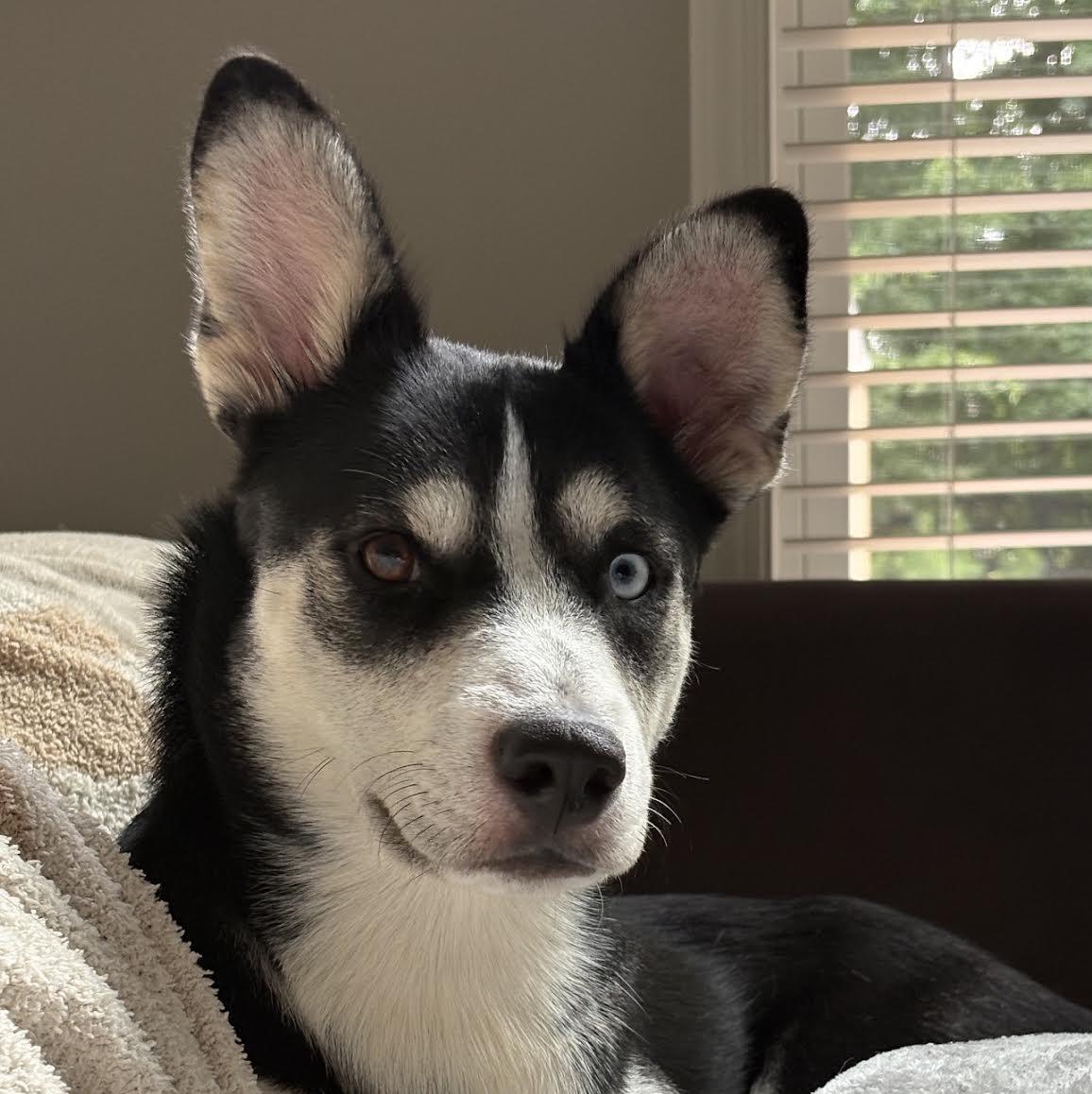 Tully, adoptable, Young Male Husky & Shepherd.