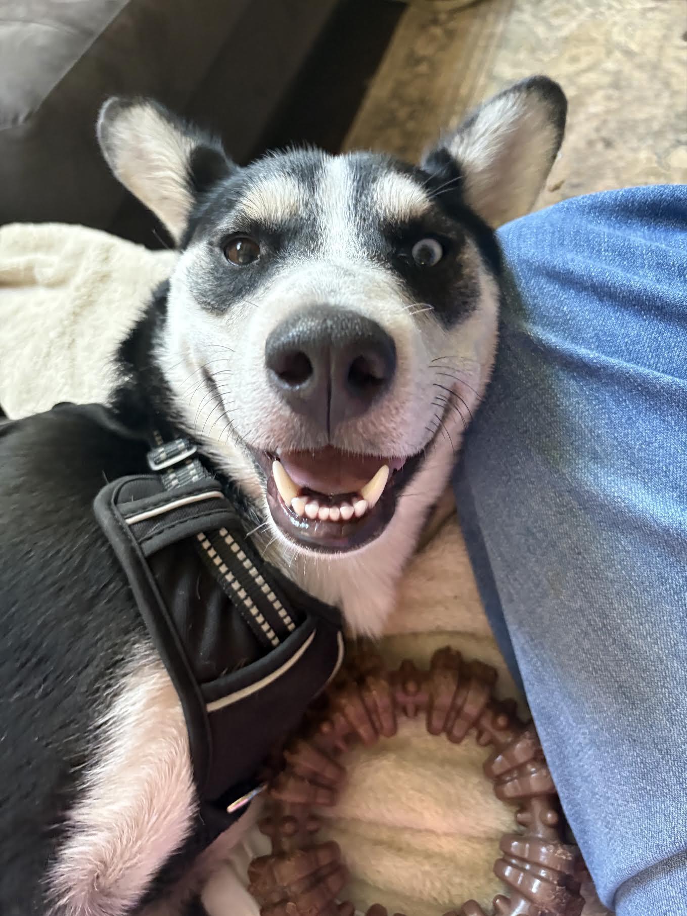 Enlarge Tully, an adoptable mixed breed in Cumming, GA image 2/5